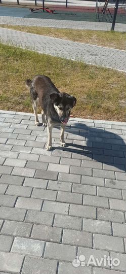 Собака в добрые руки