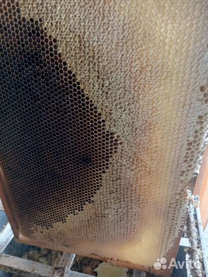 Мед майский акациевый, липовый