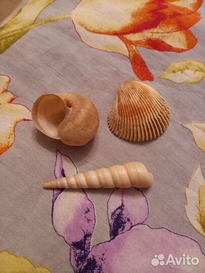 Ракушки морские