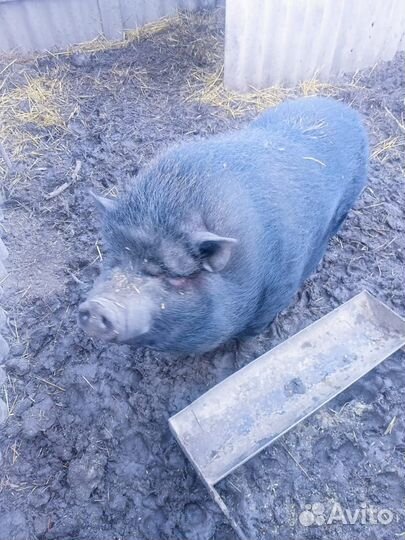 Вьетнамские свиньи