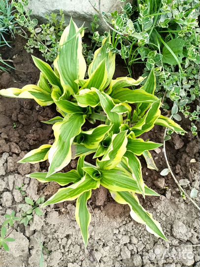 Хоста растение