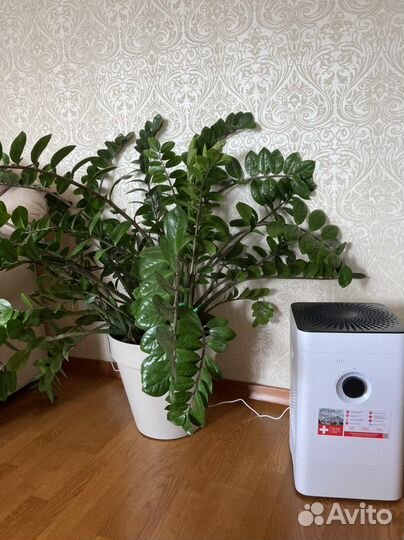 Замиокулькас большой
