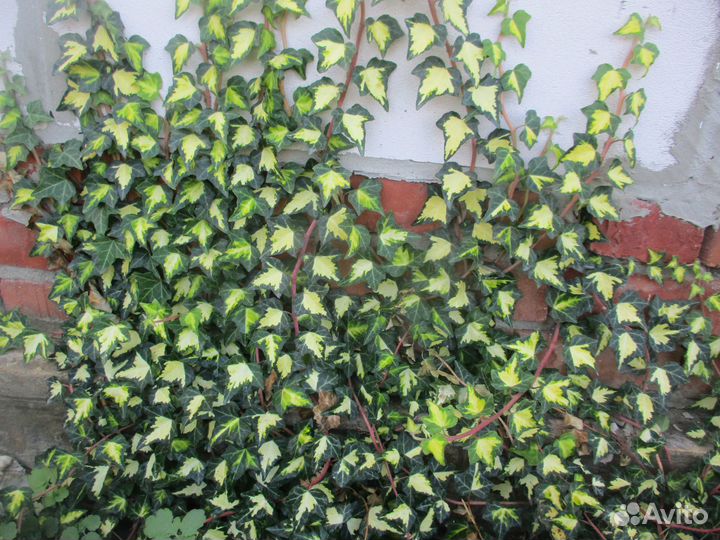 Садовые лианы