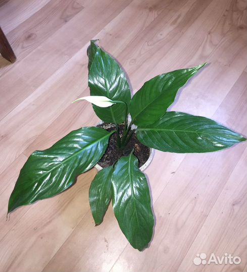 Спатифиллум