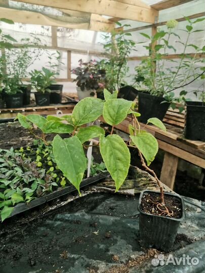 Актинидия коломикта муж и гибридная