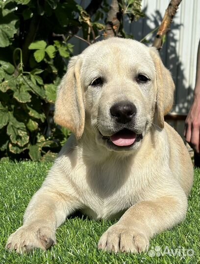 Щенки лабрадора