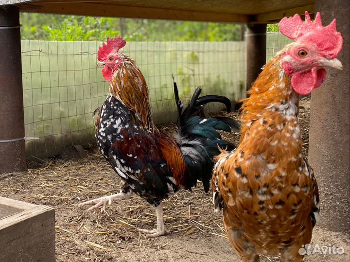 Молодые мини петушки бентамки