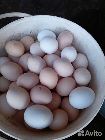 Яйцо домашнее