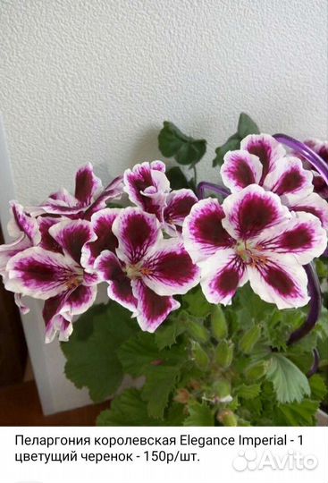 Королевская пеларгония 5