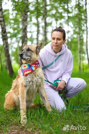 Собаки бесплатно