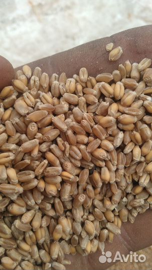 Зерно пшеница