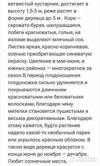 Скумпия кожевенная