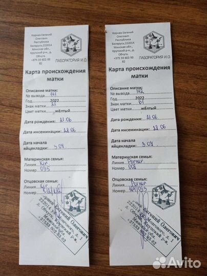 Пчёломатки Карника, Бакфаст F1. Пчелопакеты