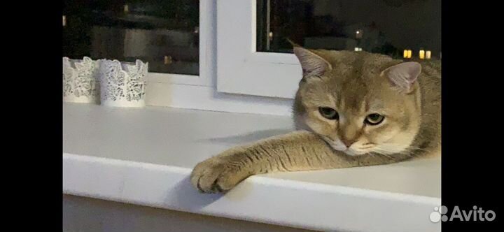 Шотландский кот