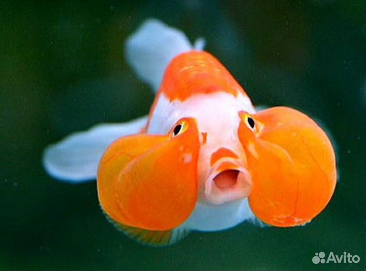Золотая рыбка Водяные глазки (Bubble Eye Goldfish