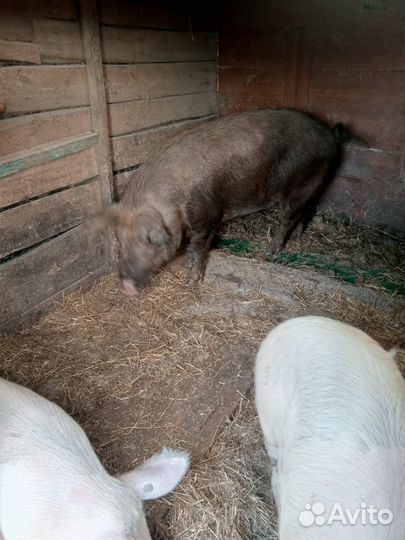 Кабан на племя