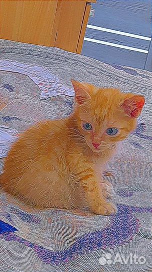 Рыжик в добрые руки