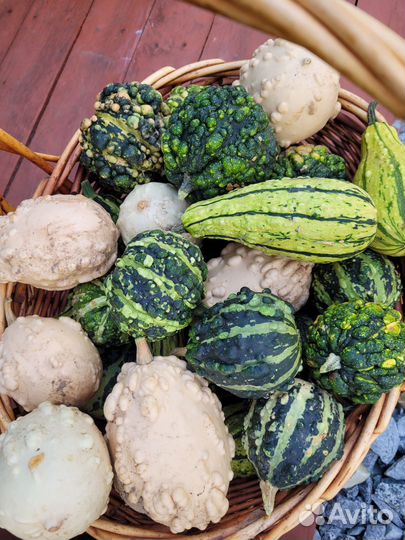 Тыква декоративная