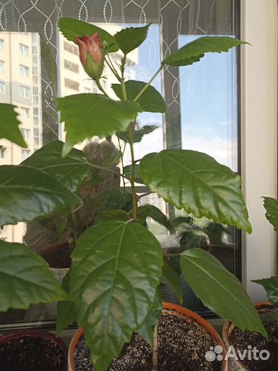 Роза гибискус