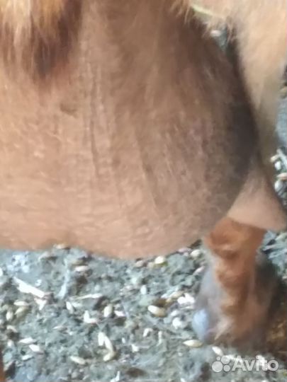 Коза дойная молочная