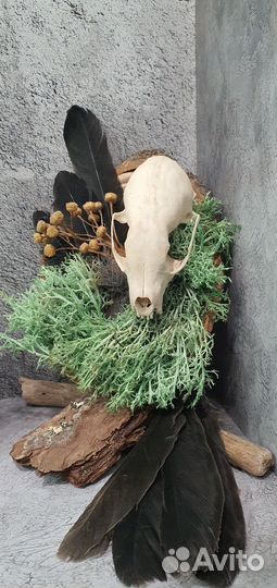 Панно с черепом куницы