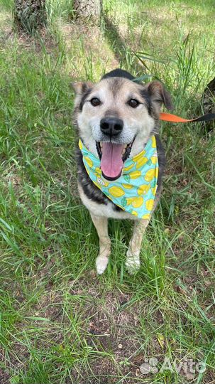 Спасите собаку из приюта