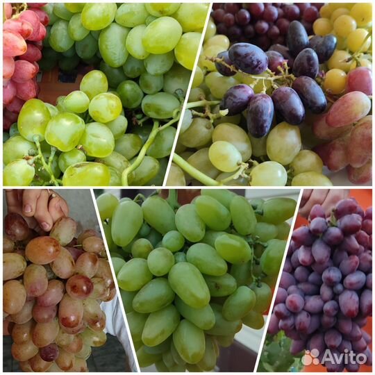 Черенки винограда