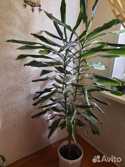 Комнатные цветы драцена
