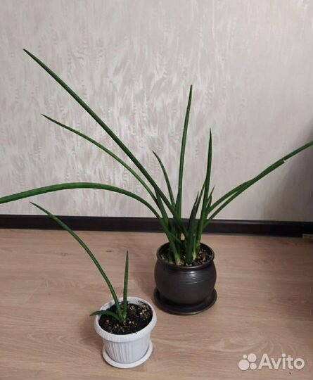 Сансивьерия цилиндрика