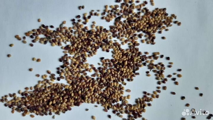 Семена клевера