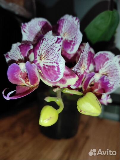 Орхидея Phalaenopsis OX Madonna, peloric