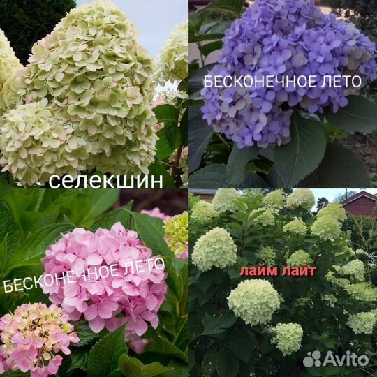 Гортензия саженцы