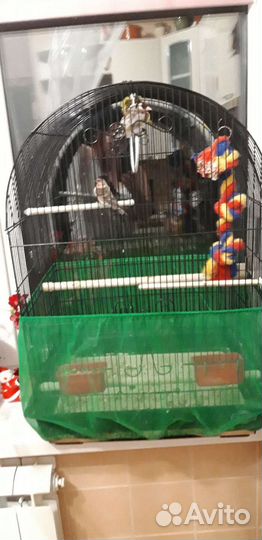 Певчие лесные птицы