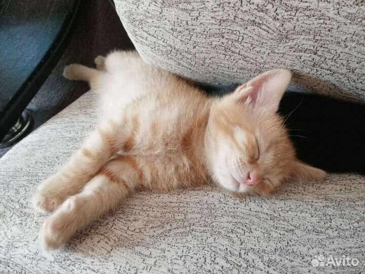 Кошка в дар