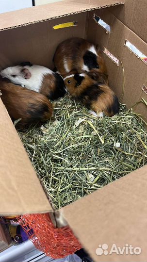 Животные оптом