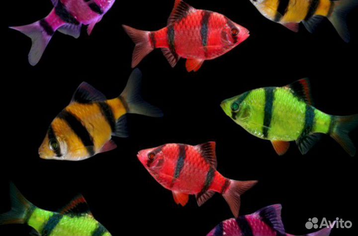 Аквариумныи рыбки