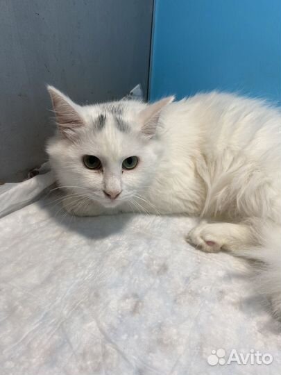 В добрые руки