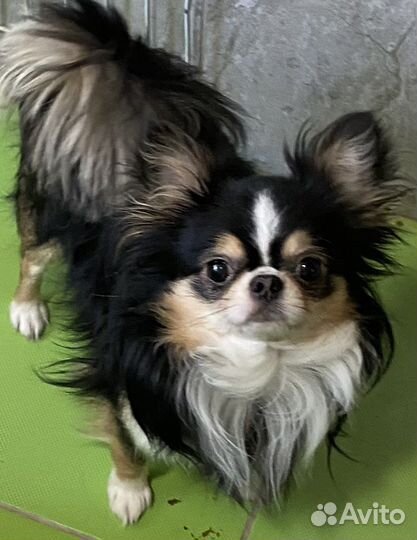 Продается шикарный кобель чихуахуа