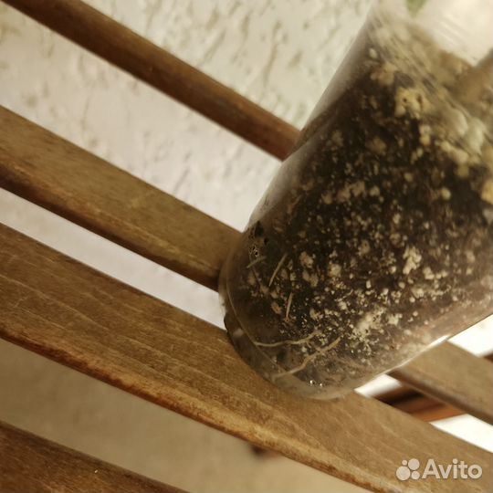 Китайская роза, домашний гибискус