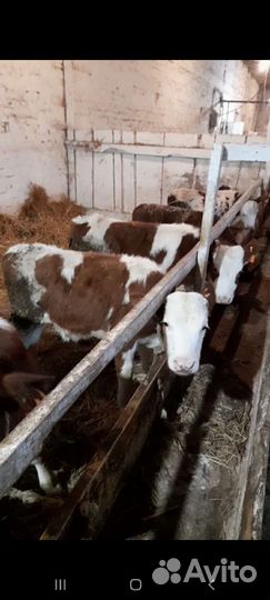 Бычки сменталы