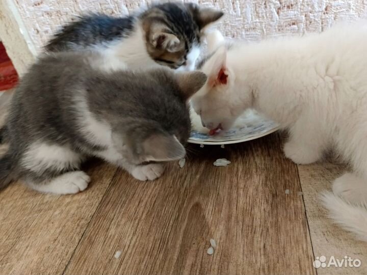 Котята в добрые руки