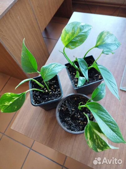 Комнатные растения