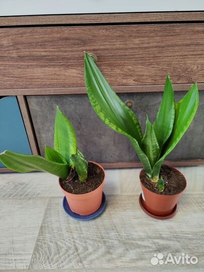 Сансевиерия Dark Diamond