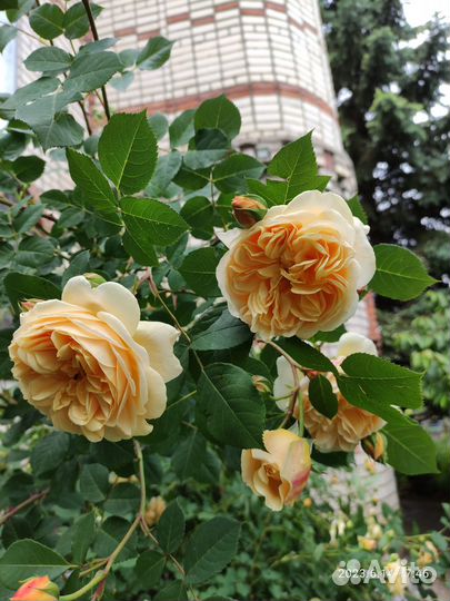 Продаю саженцы английской розы Голден Селебрейшн