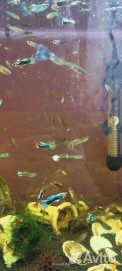 Рыбки гуппи