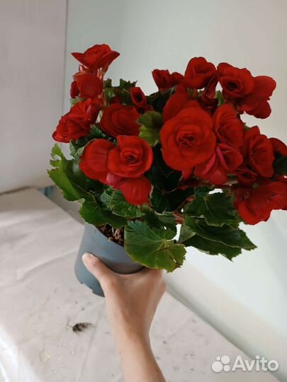 Семена махровой Бегонии
