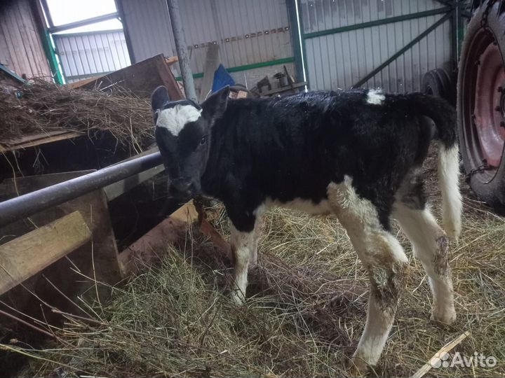 Бычок, теленок