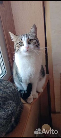 Котята в добрые руки бесплатно