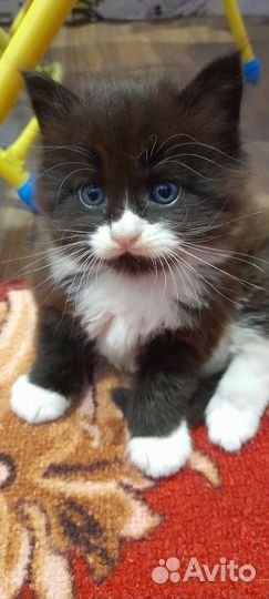 Котята мейн-кун бесплатно