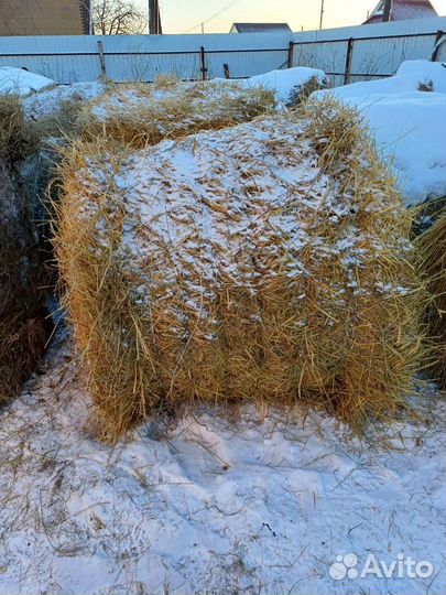 Продам сено